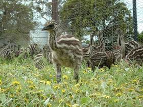 Avenue Emus - Accommodation NSW 1