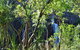 Manngarre Rainforest Walk - thumb 1
