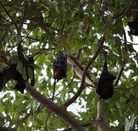 Manngarre Rainforest Walk - Accommodation NSW