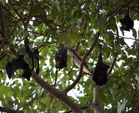 Manngarre Rainforest Walk - Accommodation NSW 0