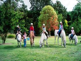 Limestone Coast Horseriding - Accommodation NSW 0
