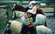 Limestone Coast Horseriding - thumb 1