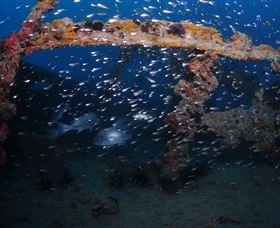 Lady Bowen Dive Site - Accommodation NSW 1