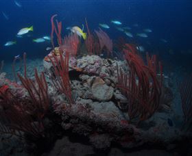 Lady Bowen Dive Site - Accommodation NSW 3