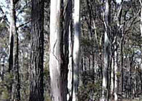 Kingower VIC Accommodation NSW
