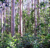 Cathu State Forest - Accommodation NSW