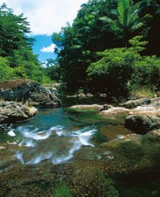 Cedar Creek Falls - Accommodation NSW 1