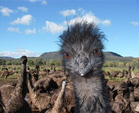 Emu Logic - Accommodation NSW 1