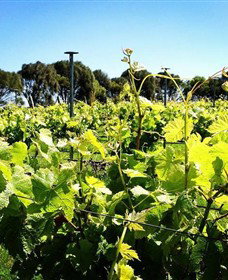 Basalt Wines - Accommodation NSW 0