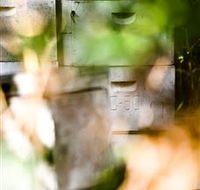 Bees on Keswick Island - Accommodation NSW