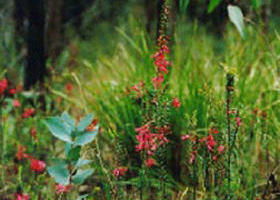 Enfield State Park - Accommodation NSW 0