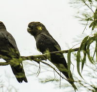 Conimbla National Park - Accommodation NSW