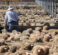 Livestock Marketing Centre - Accommodation NSW