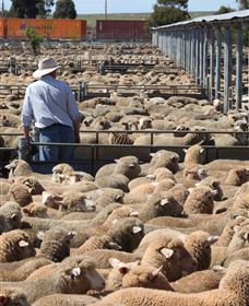 Livestock Marketing Centre - Accommodation NSW 0
