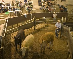 Livestock Marketing Centre - Accommodation NSW 1