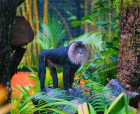 The Rockhampton Zoo - Accommodation NSW 3