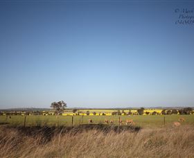 Cootamundra Bird Walk - Accommodation NSW 0
