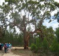 Koorilgur Nature Reserve - Accommodation NSW