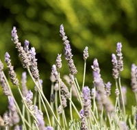 Rustique Lavender Farm - Accommodation NSW