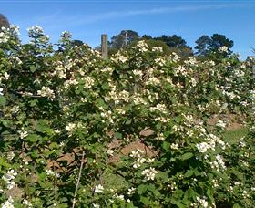 Huntley Berry Farm - Accommodation NSW 0