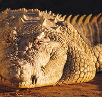 Koorana Crocodile Farm - Accommodation NSW