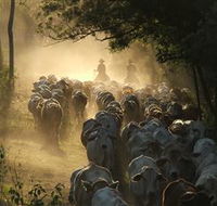 Springvale Horse Treks - Accommodation NSW