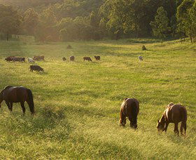 Chapman Valley Horse Riding - Accommodation NSW 4
