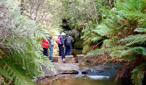 Nature Track - Accommodation NSW 1