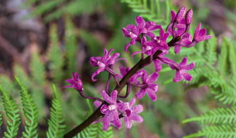 Cassinia Walking Track - Accommodation NSW 0