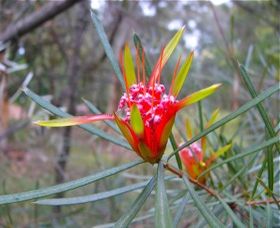 Glenbrook Native Plant Reserve And Nursery - Accommodation NSW 0