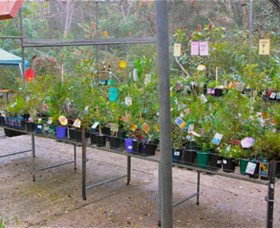 Glenbrook Native Plant Reserve And Nursery - Accommodation NSW 3