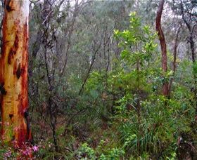 Glenbrook Native Plant Reserve And Nursery - Accommodation NSW 2
