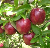 Top 40 Orchard - Accommodation NSW
