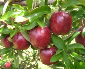 Top 40 Orchard - Accommodation NSW 0
