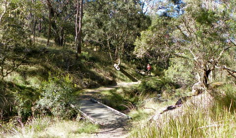 Wollomombi Walking Track - Accommodation NSW 0