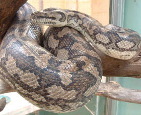 Armadale Reptile Centre - Accommodation NSW 0