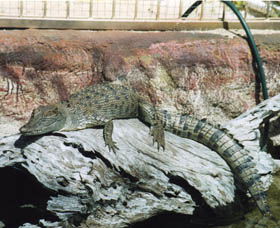 Armadale Reptile Centre - Accommodation NSW 2