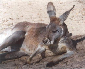 Armadale Reptile Centre - Accommodation NSW 3