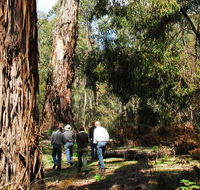 Tallaganda National Park - Accommodation NSW