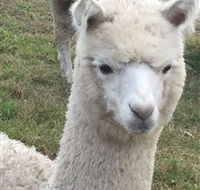 Storybook Alpacas - Accommodation NSW