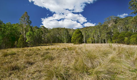 Brush Turkey Track - Accommodation NSW 1