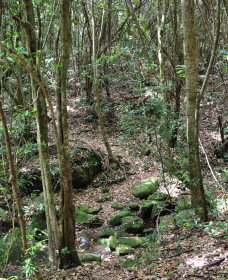 State Forests Of The Watagan Mountains - Accommodation NSW 2