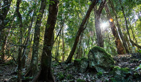 Hidden Treasure Track - Accommodation NSW 1