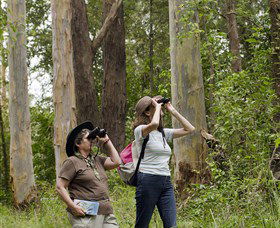 Chichester State Forest - Accommodation NSW 0