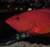 Maori Wrasse Bommie Dive Site - Accommodation NSW
