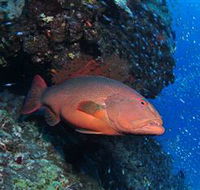 Anchor Bommie Dive Site - Accommodation NSW