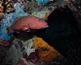 Severance Shipwreck Dive Site - Accommodation NSW 1
