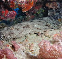 Lighthouse Bommies Dive Site - Accommodation NSW