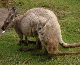Forest Of Tranquillity - Australian Rainforest Sanctuary - Accommodation NSW 1