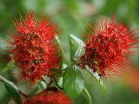 Hervey Bay Botanic Gardens - Accommodation NSW 2